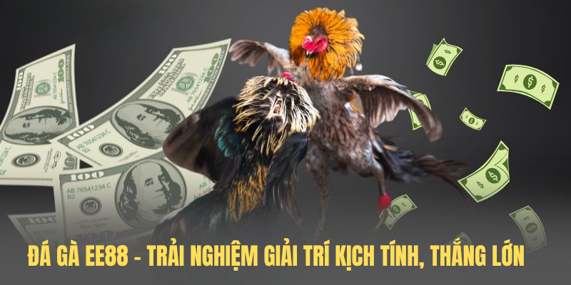 Đá Gà EE88 – Trải Nghiệm Giải Trí Kịch Tính, Thắng Lớn